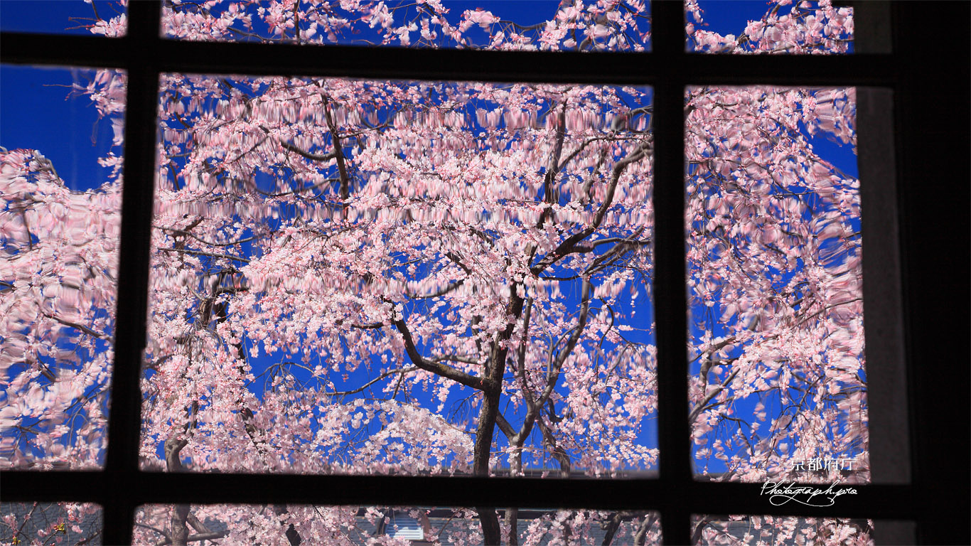 京都府庁旧本館 手延ガラス越しの枝垂桜 壁紙
