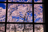 京都府庁旧本館 手延ガラス越しの枝垂桜