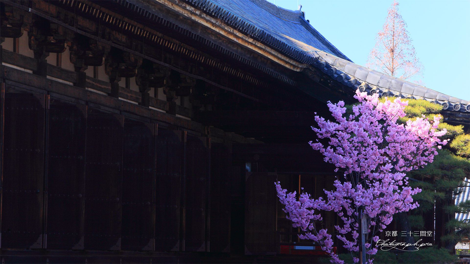 三十三間堂 桜と本堂