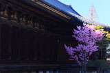 三十三間堂 桜と本堂