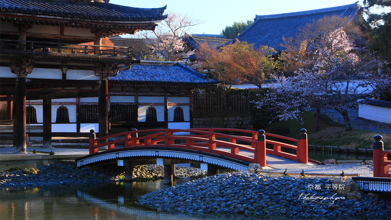 宇治浄土院 平等院鳳凰堂尾廊と桜 壁紙