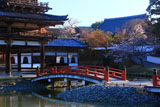 宇治浄土院 平等院鳳凰堂尾廊と桜
