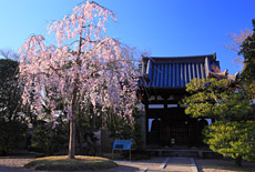 宇治浄土院