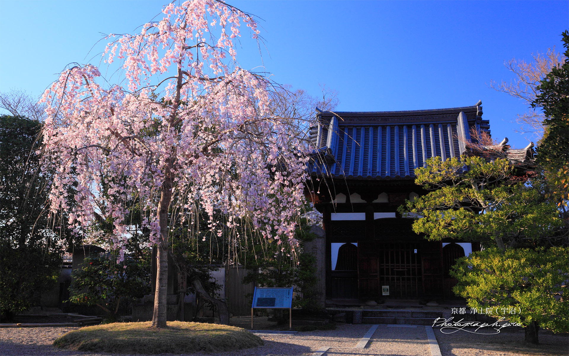 宇治浄土院 紅枝垂れ桜と羅漢堂