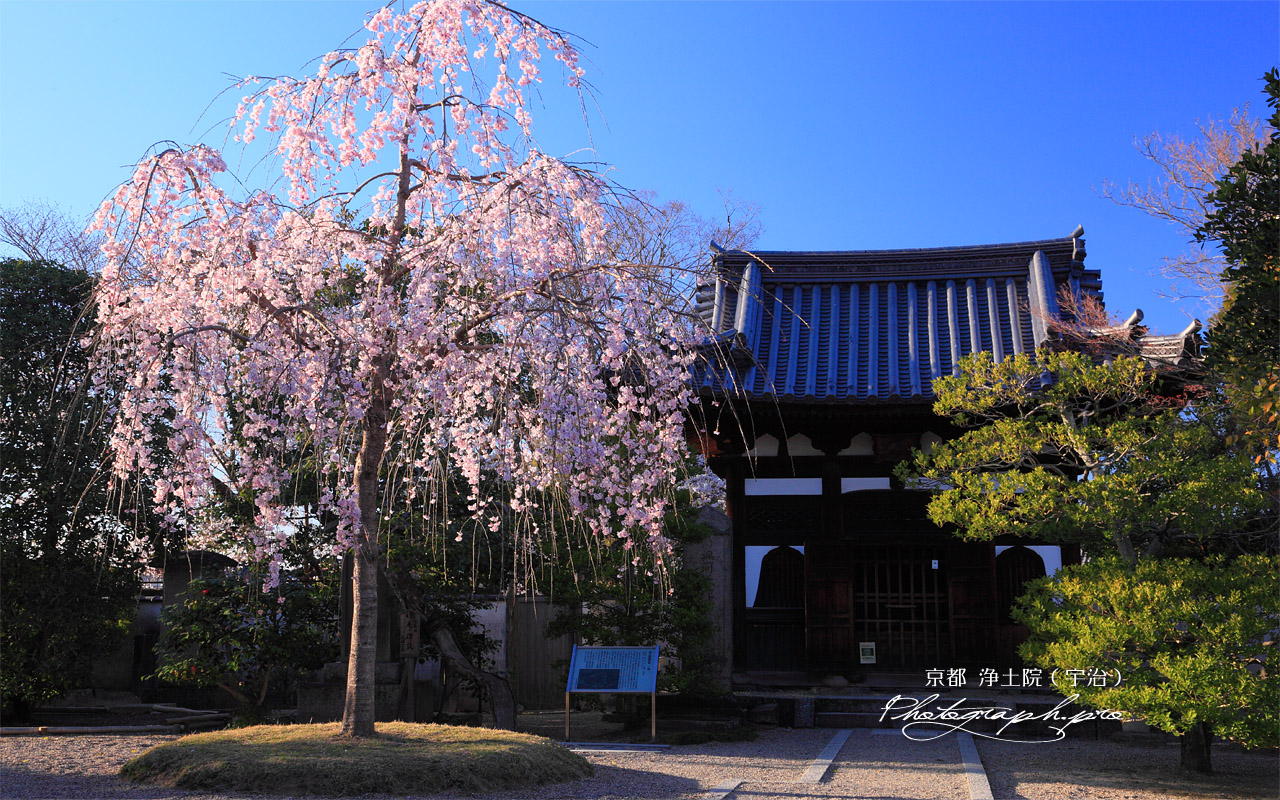 宇治浄土院 紅枝垂れ桜と羅漢堂 壁紙