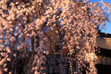宇治県神社 木の花ざくら