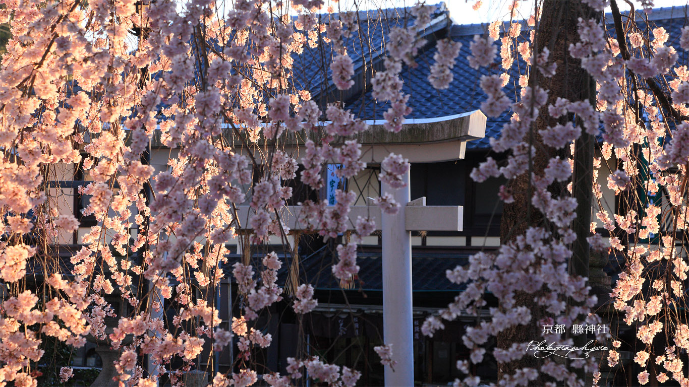 県神社 花簾越しの鳥居 壁紙