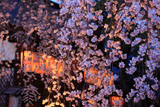 宇治県神社 宵のしだれ桜と拝殿