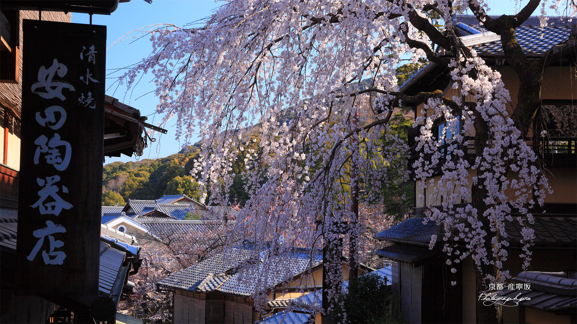 三年坂のしだれ桜