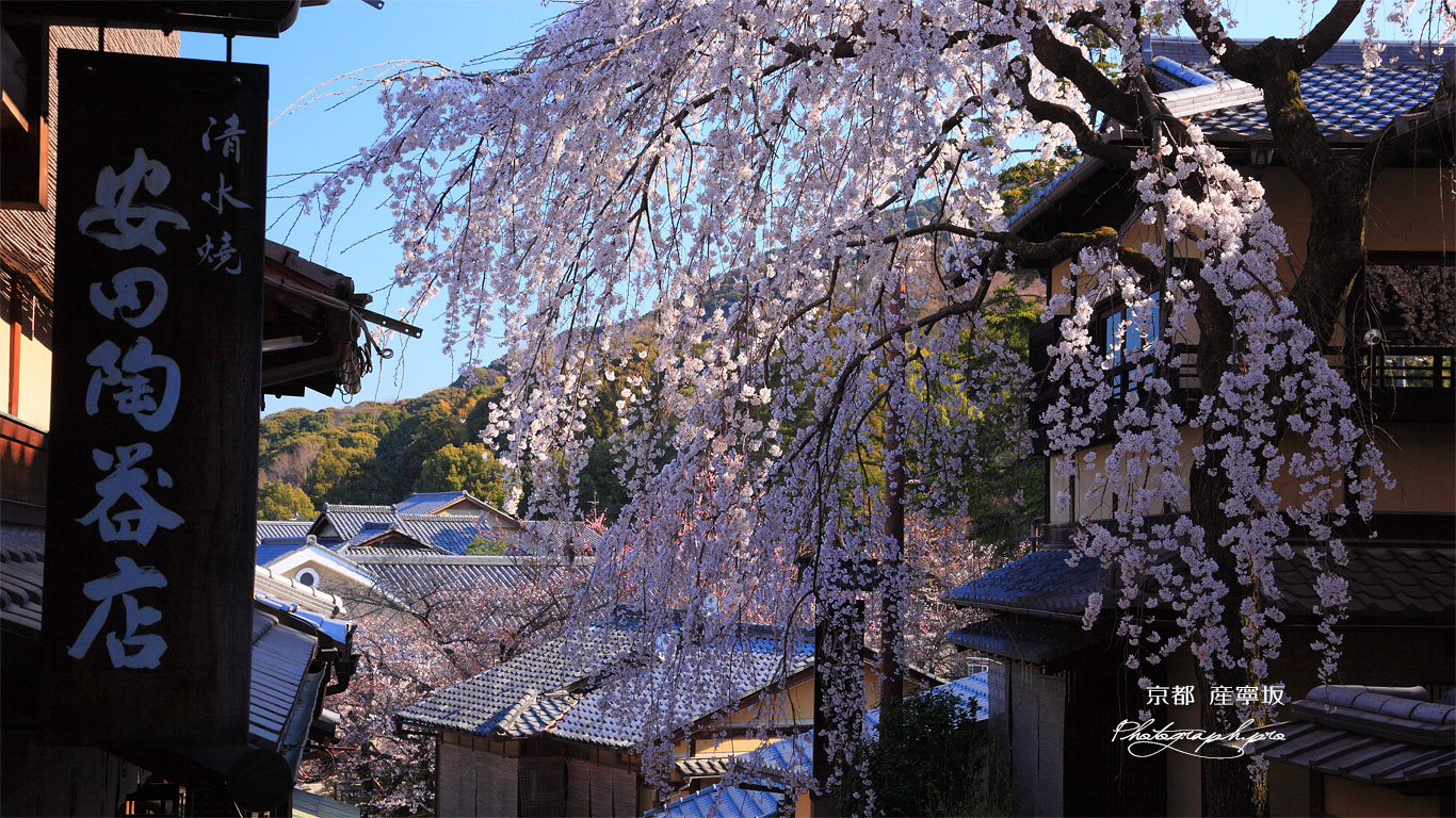 三年坂のしだれ桜 壁紙