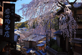 三年坂のしだれ桜