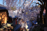 産寧坂の花すだれ
