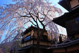 産寧坂明保野亭の枝垂桜