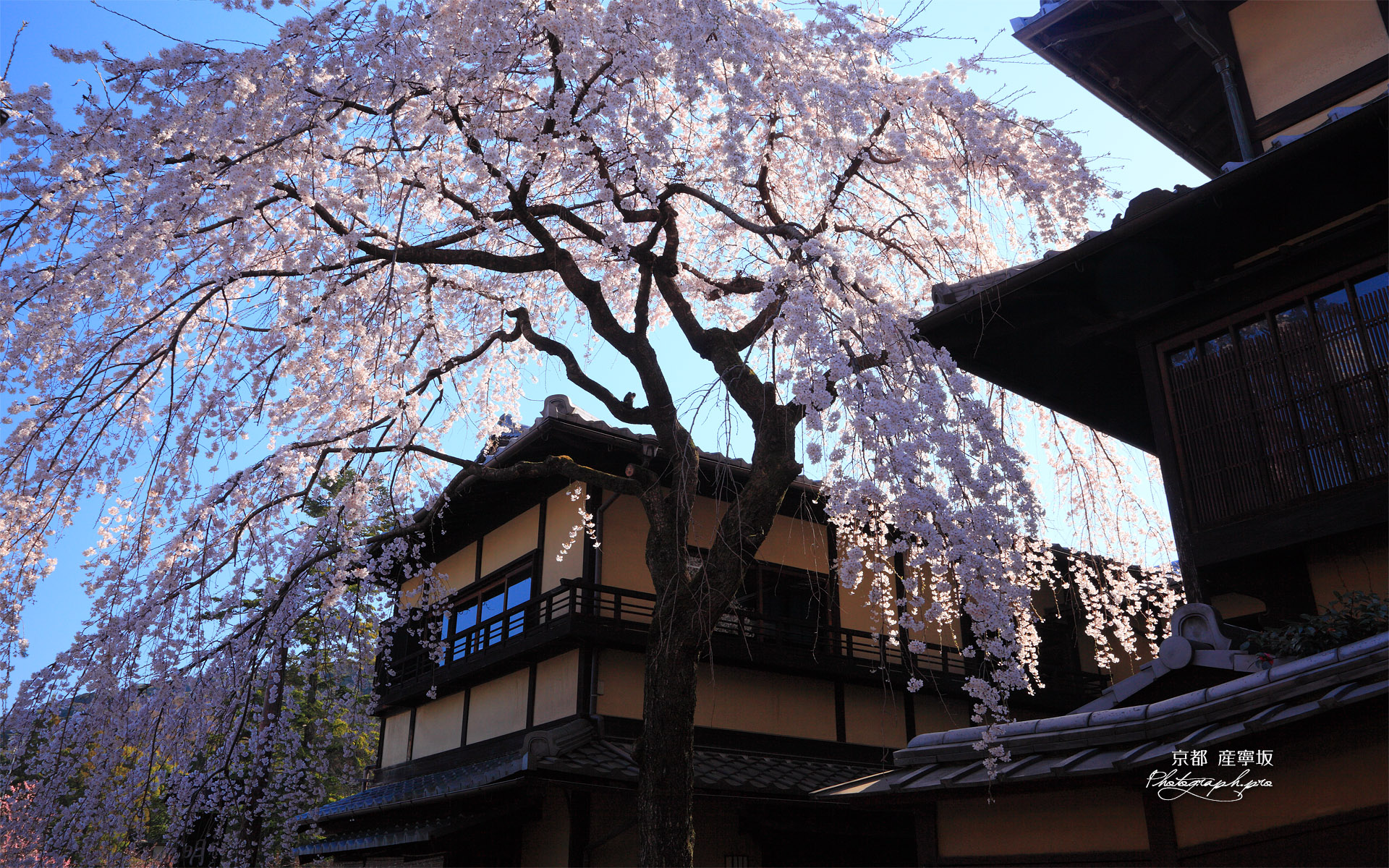 産寧坂明保野亭の枝垂桜