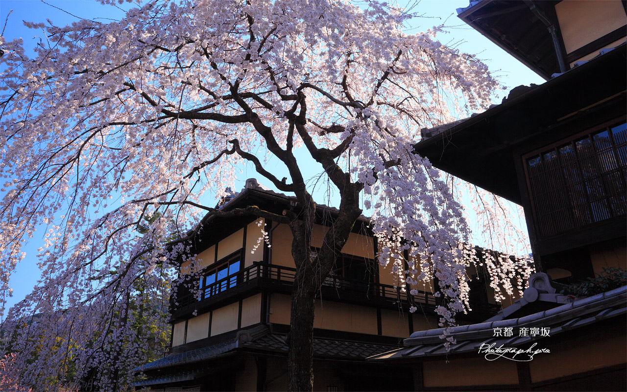 産寧坂明保野亭の枝垂桜 壁紙