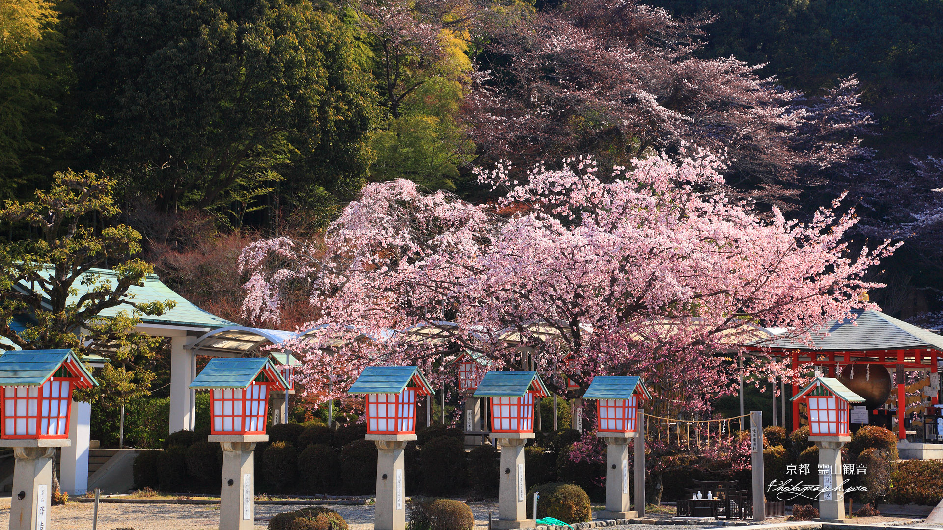 霊山観音 桜と燈籠