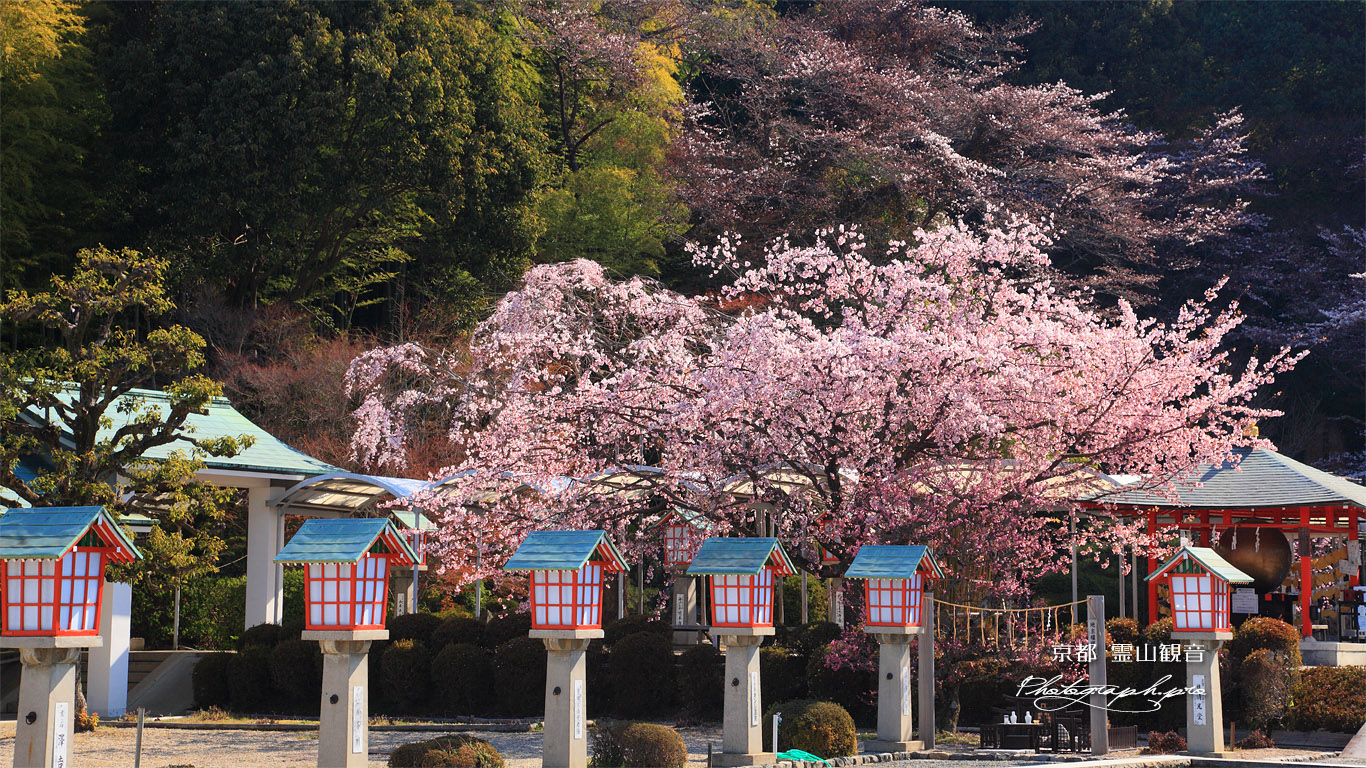 霊山観音 桜と燈籠 壁紙
