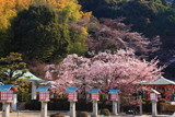 霊山観音 桜と燈籠