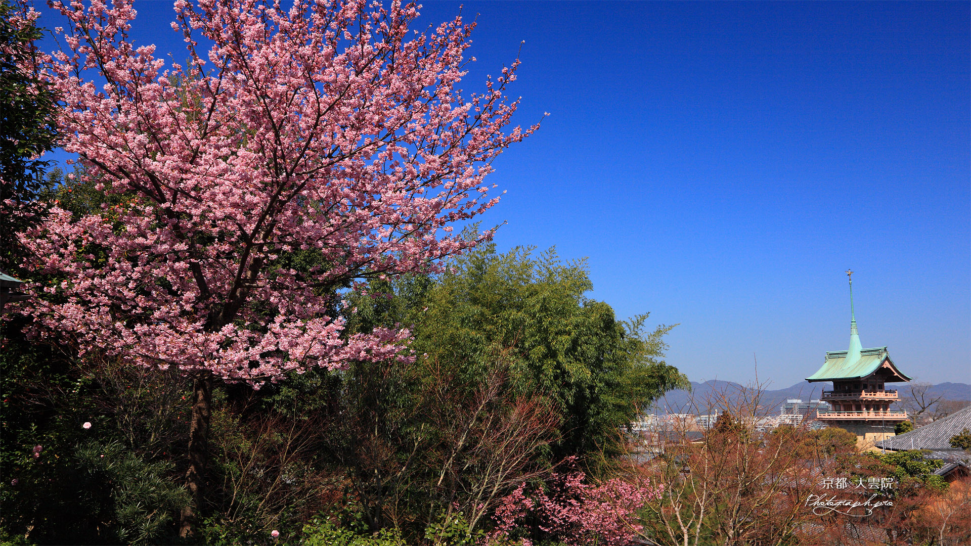 高台寺 陽光桜と祇園閣