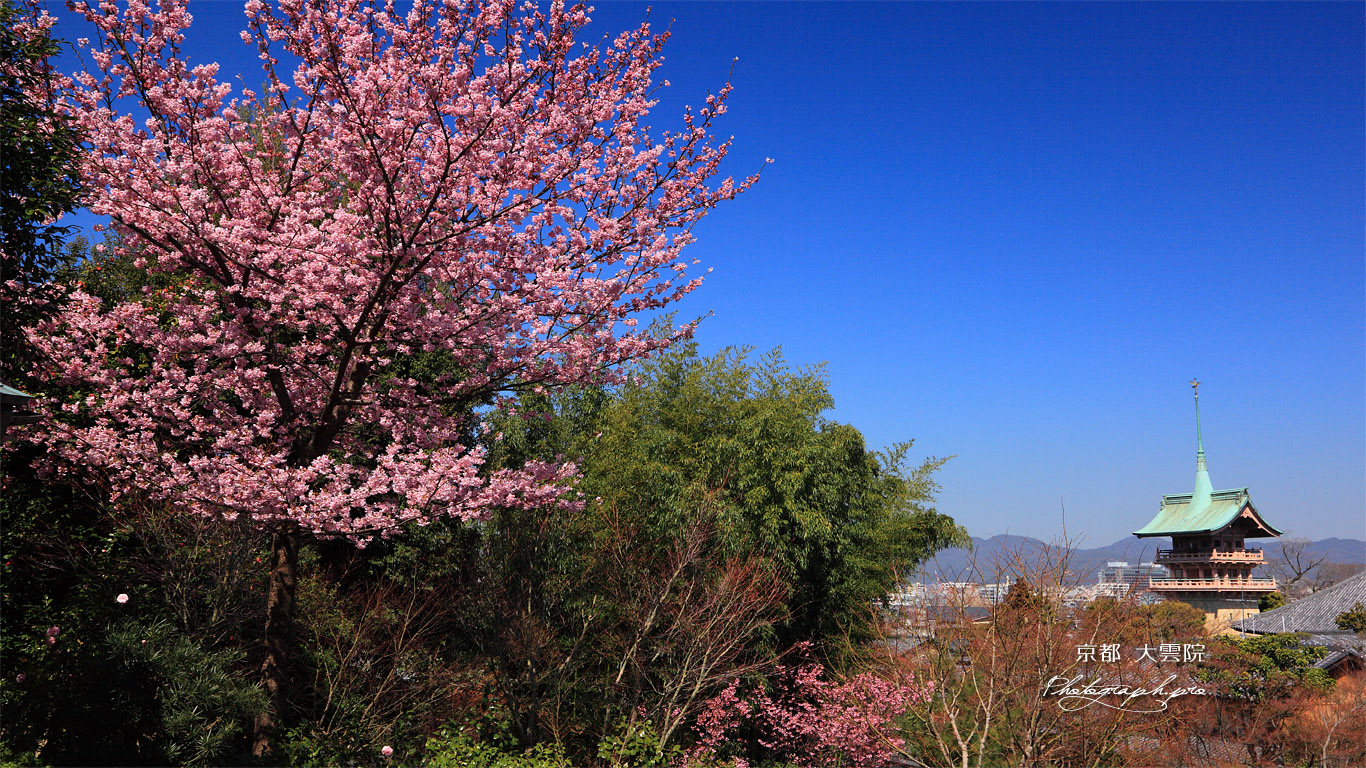 高台寺 陽光桜と祇園閣 壁紙
