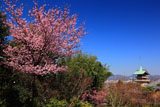 高台寺 陽光桜と祇園閣