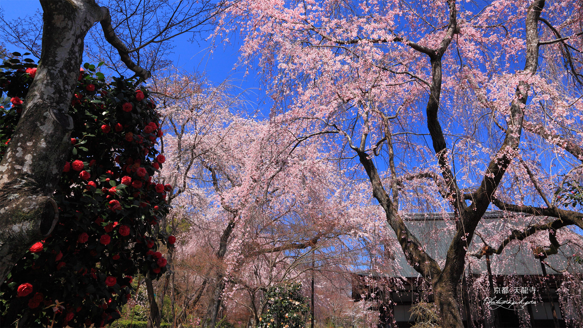 天龍寺の椿と枝垂桜