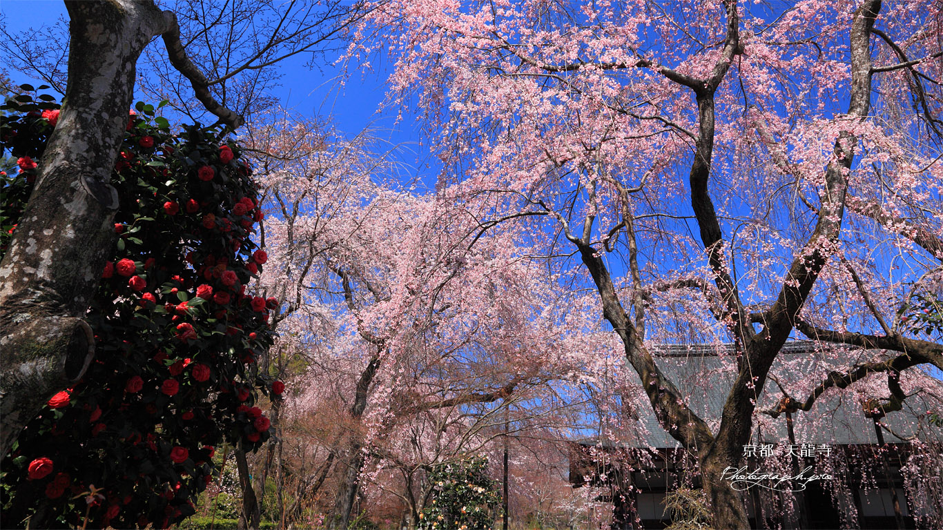 天龍寺の椿と枝垂桜 壁紙