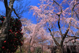 天龍寺の椿と枝垂桜