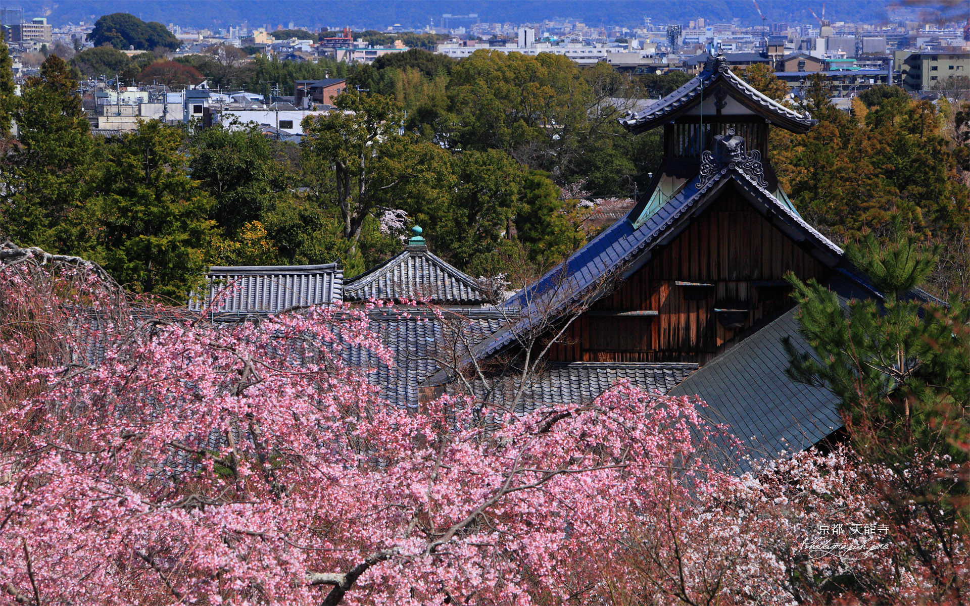 天龍寺の枝垂桜と庫裡