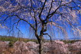 天龍寺 枝垂桜咲く望京の丘から