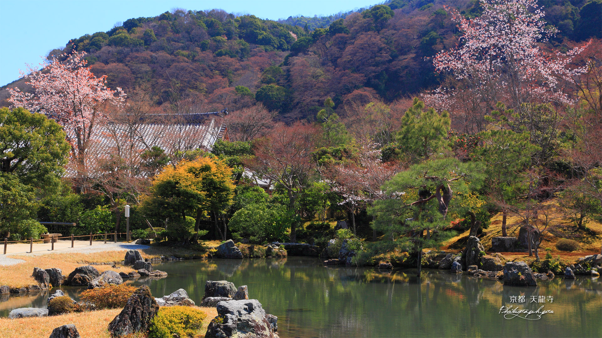 天龍寺曹源池庭園の山桜