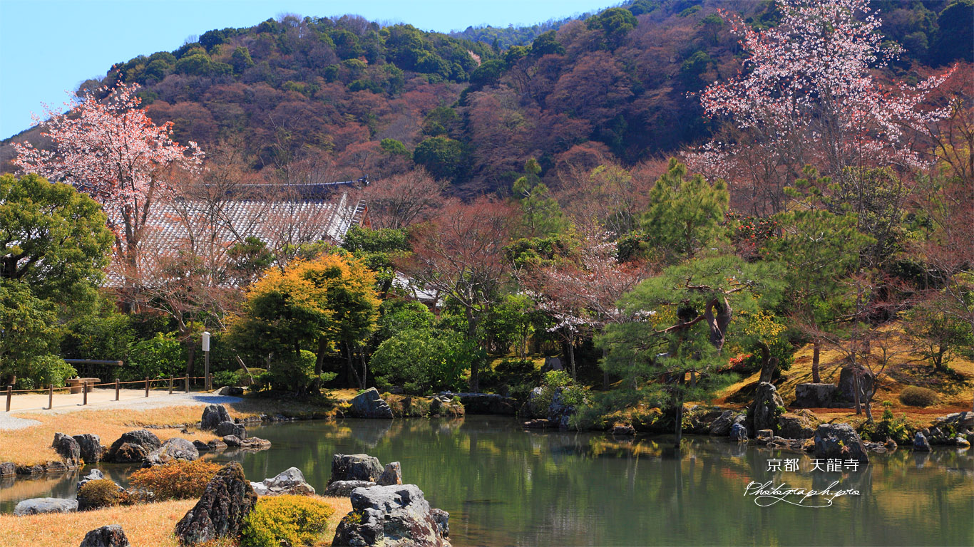 天龍寺曹源池庭園の山桜 壁紙