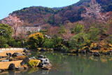 天龍寺曹源池庭園の山桜