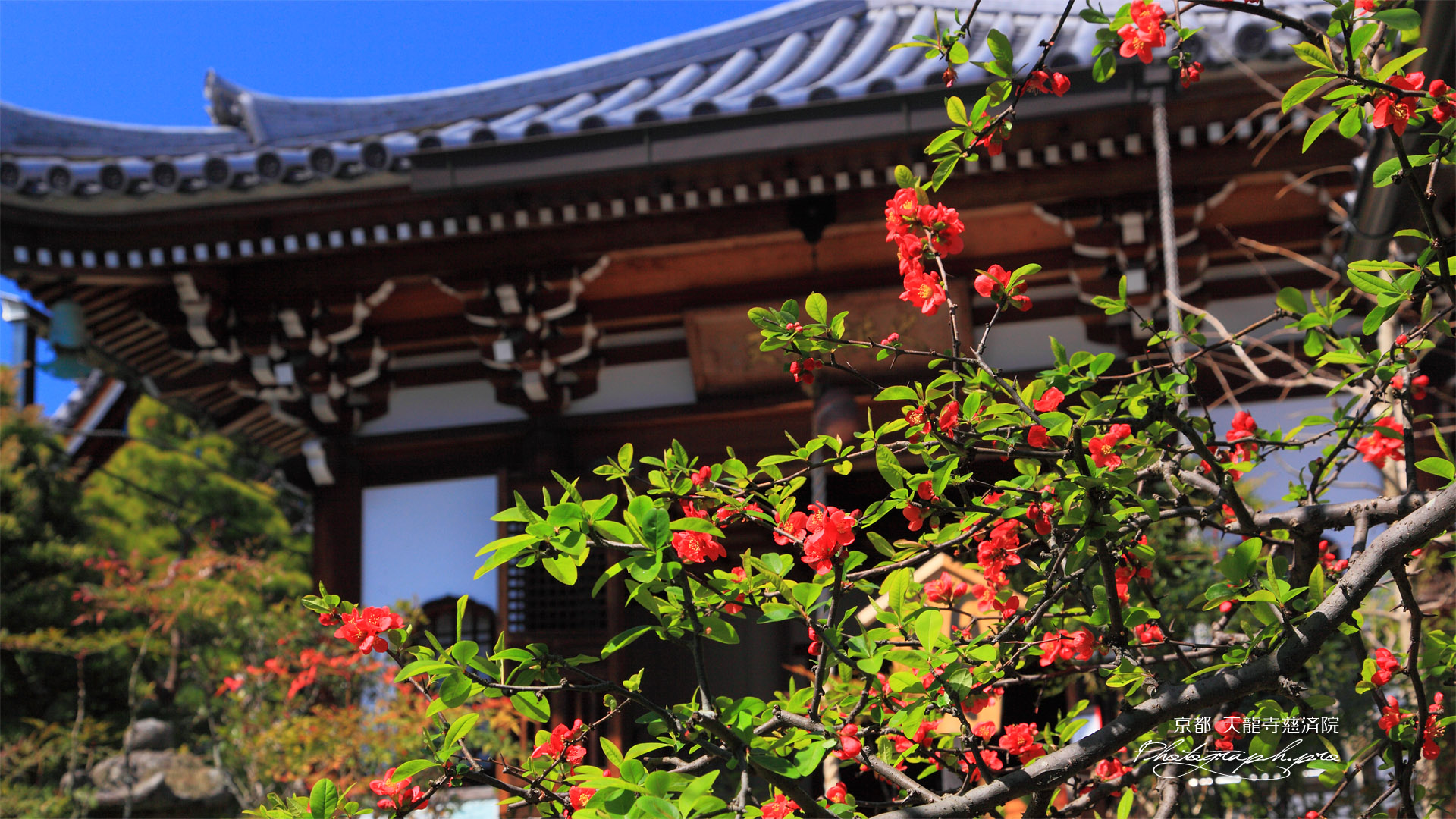 慈済院の木瓜