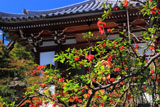 天龍寺曹源池庭園の山桜