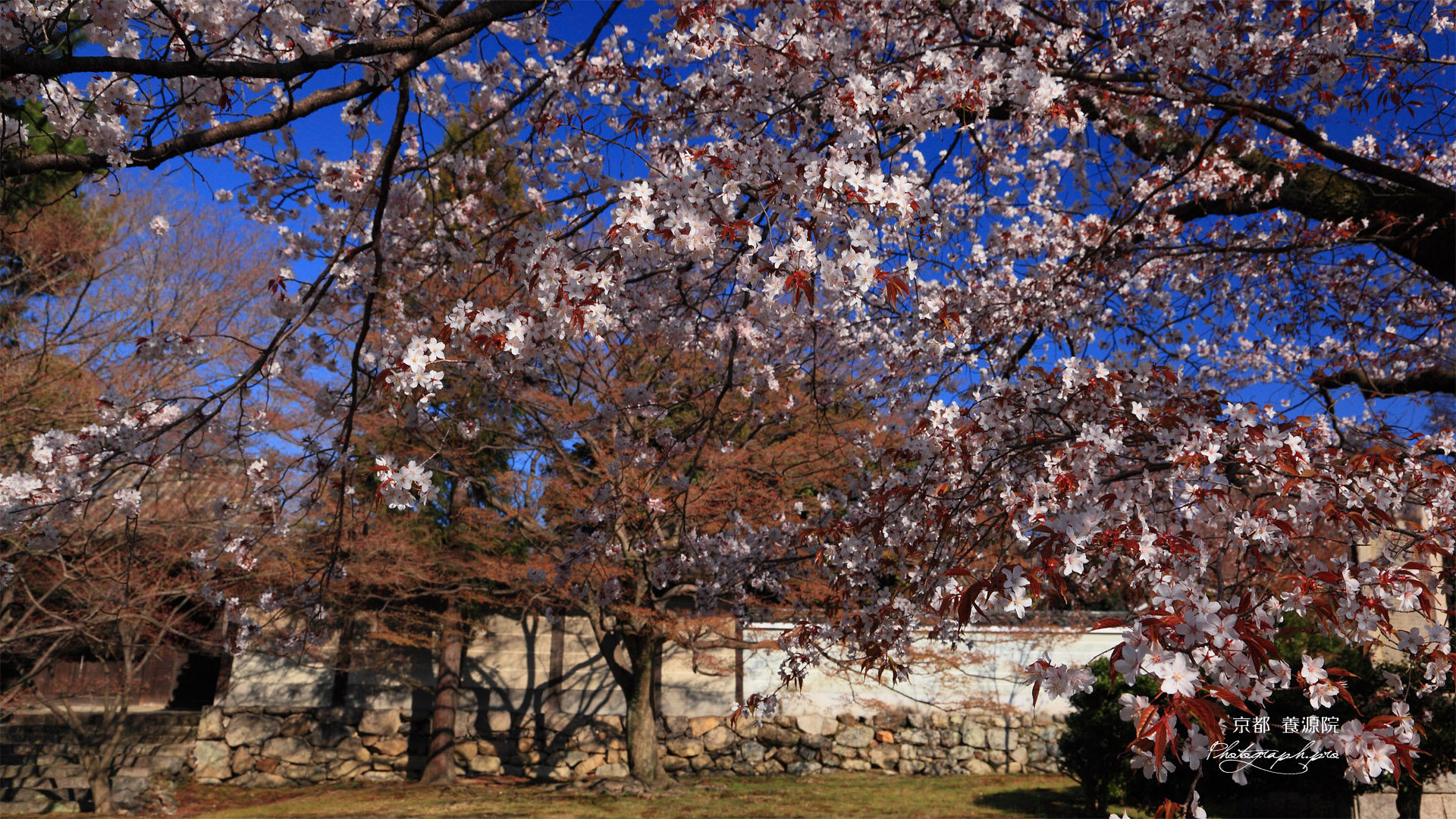 京都養源院 山桜の花