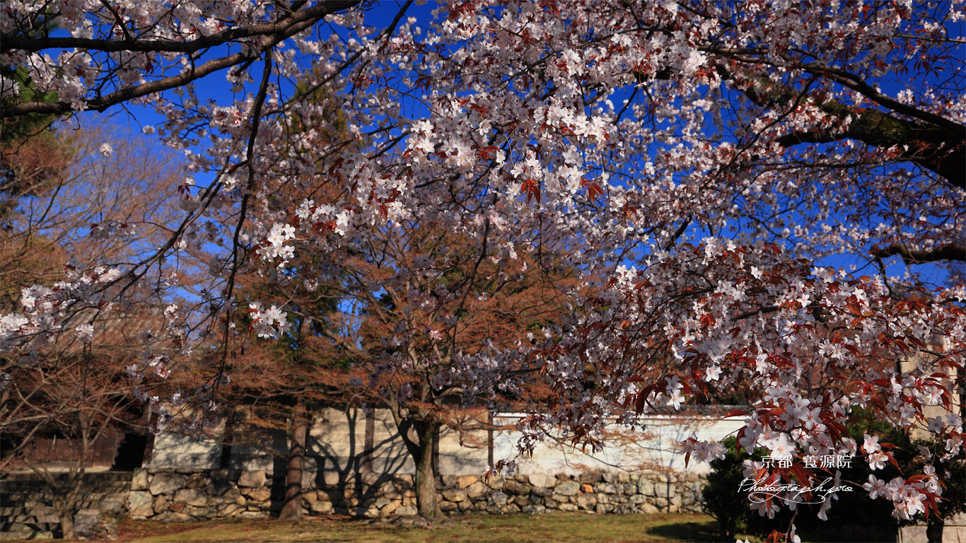 京都養源院 山桜の花 壁紙
