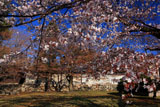 京都養源院 山桜の花