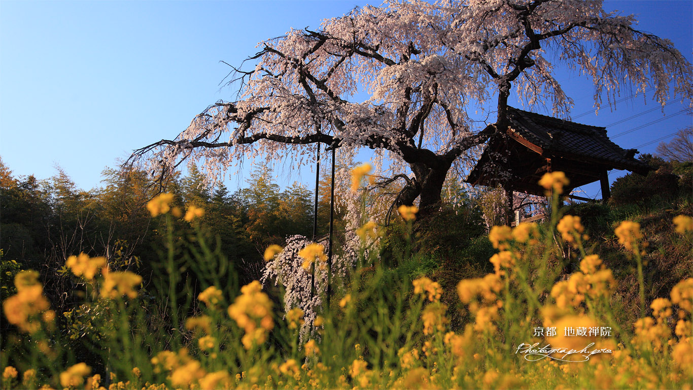 京都地蔵禅院 菜の花と枝垂れ桜 壁紙