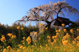 京都地蔵禅院 菜の花と枝垂れ桜