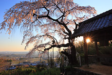 地蔵禅院