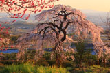 京都地蔵禅院 桃と枝垂桜