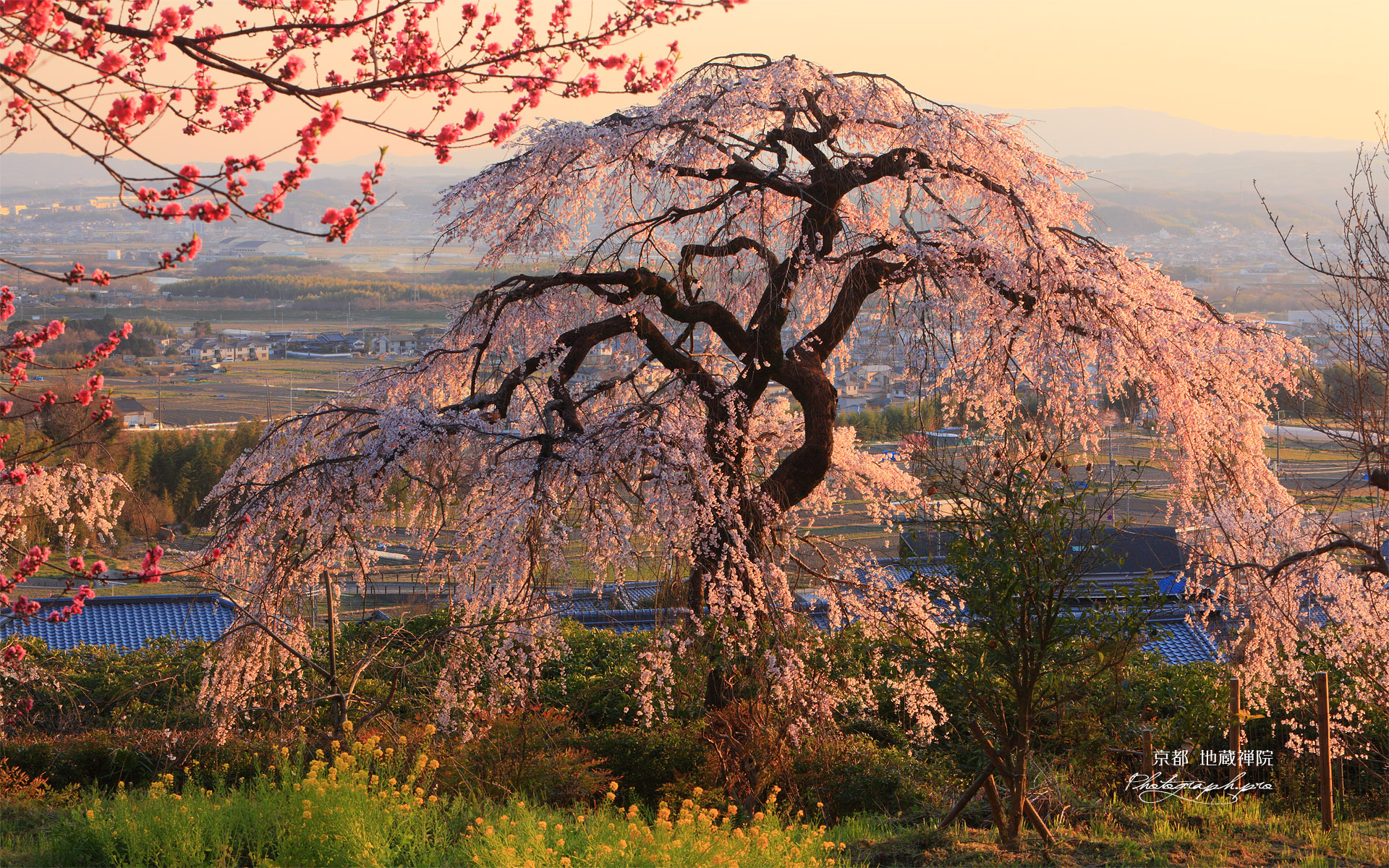 京都地蔵禅院 桃と枝垂桜