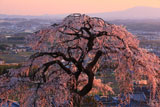 京都地蔵禅院 夕照のシダレザクラ