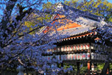 向日神社の桜と舞楽殿