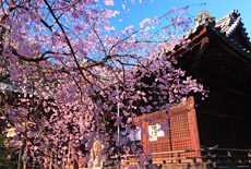 向日神社