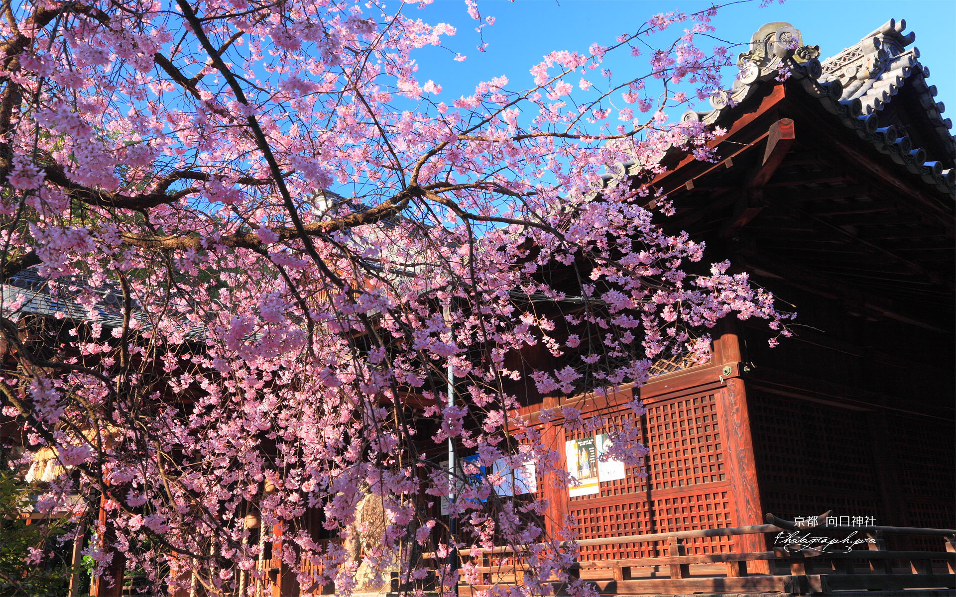向日神社の枝垂桜と本殿
