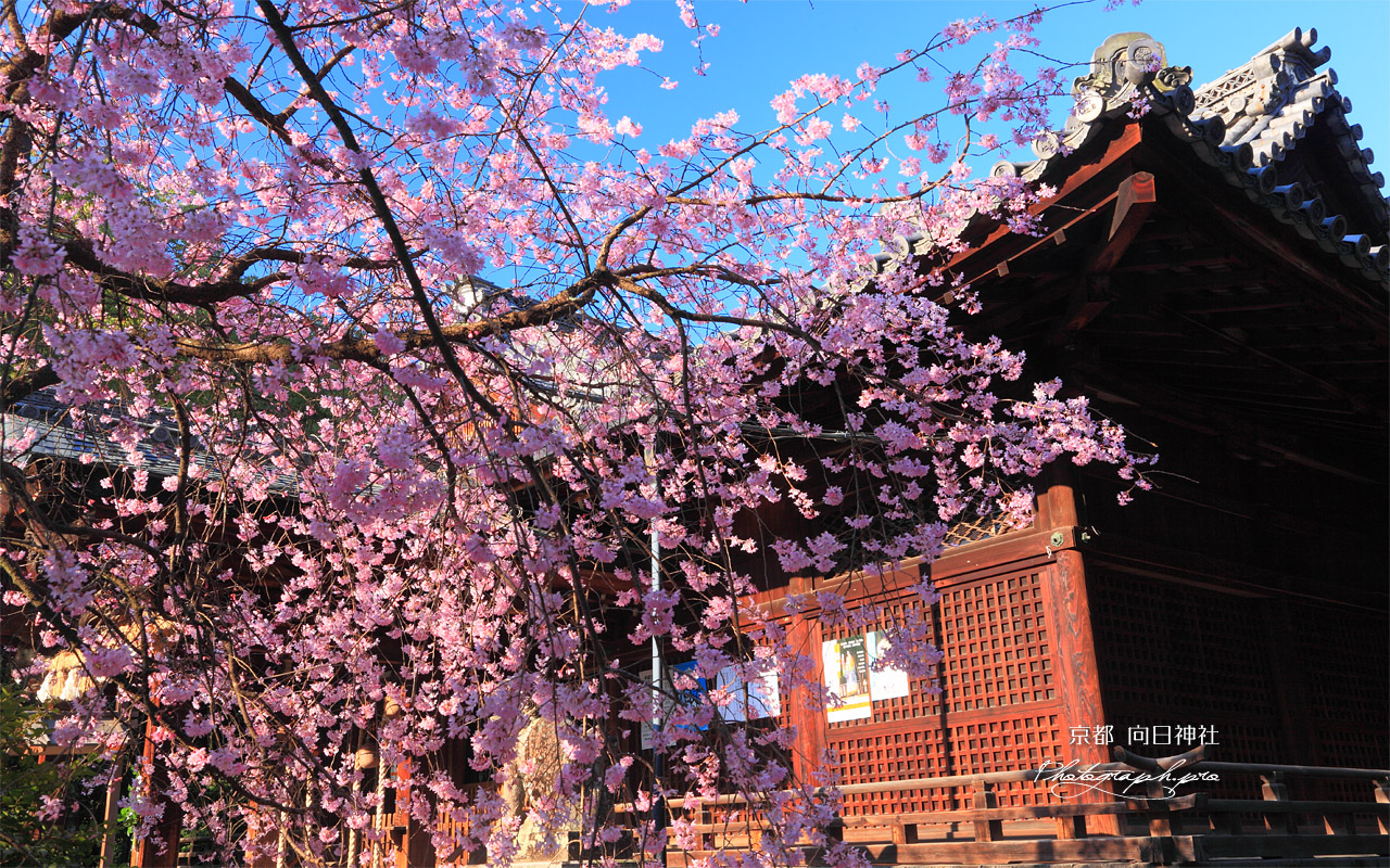 向日神社の枝垂桜と本殿 壁紙
