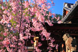 向日神社の枝垂桜と拝殿