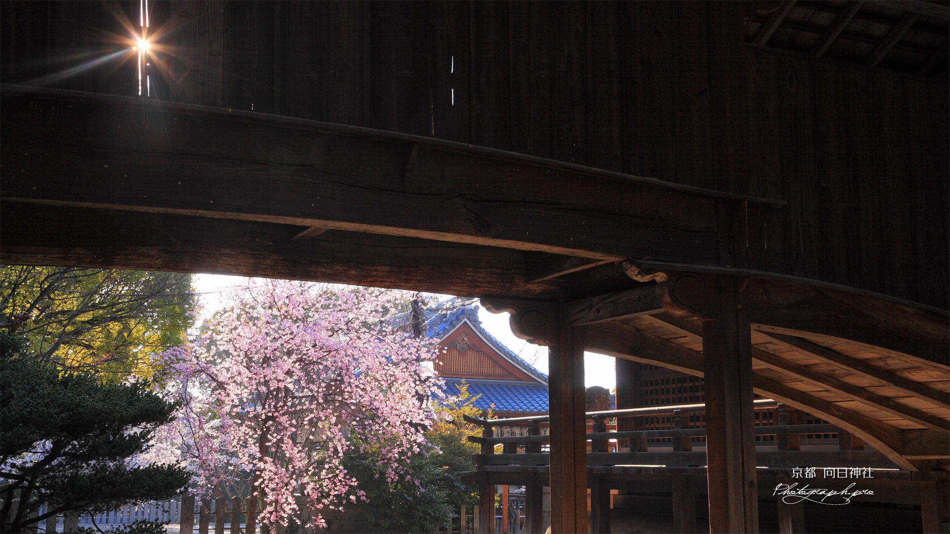 向日神社の枝垂桜と舞楽殿